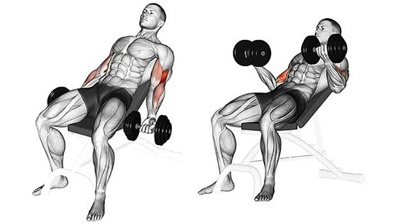Dumbell Incline Curl