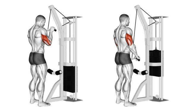 tricep cable exercises