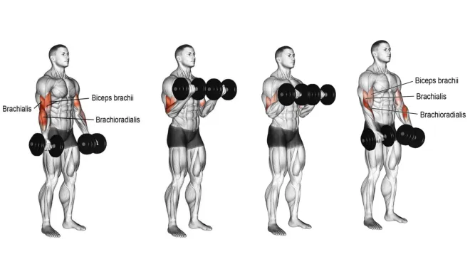 back and bicep dumbbell workout