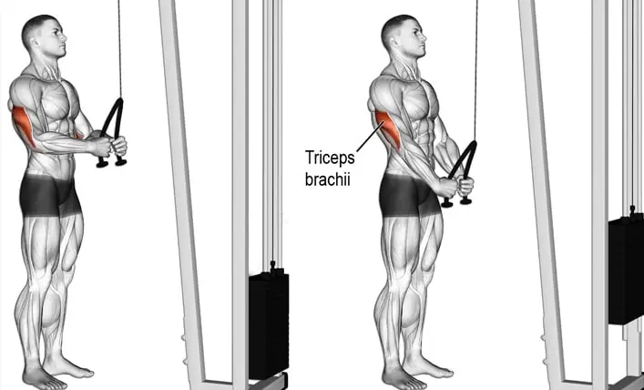 chest triceps workout for strength