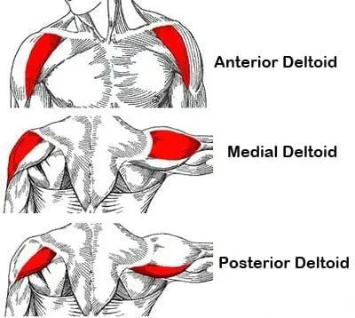 cable rear delt workouts