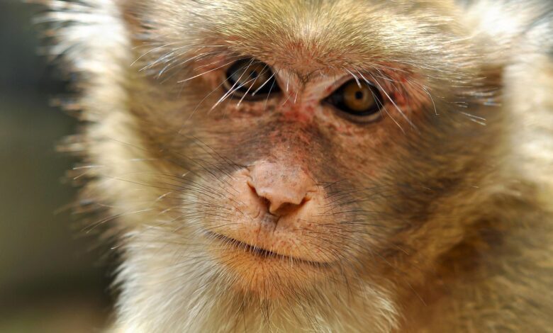 Another Fatal Monkey Virus Could Be Poised for Spillover to