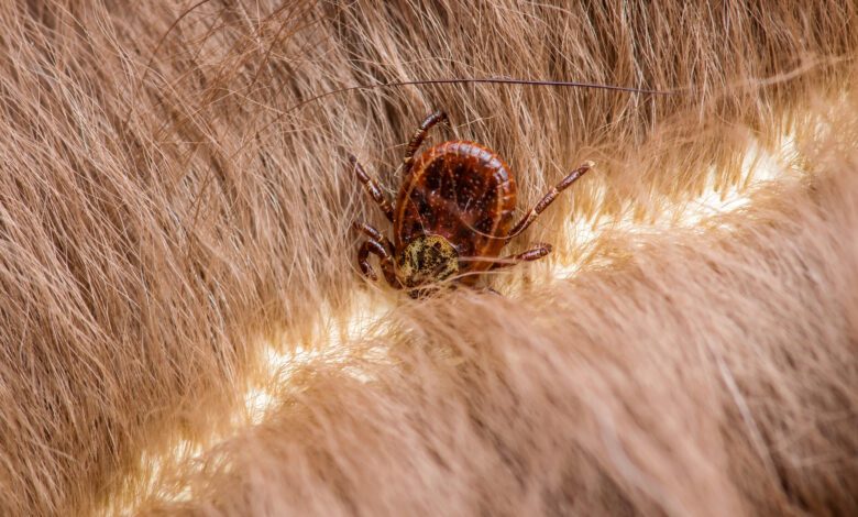 Startling – Lyme Disease Diagnoses Have Skyrocketed 357 in Rural