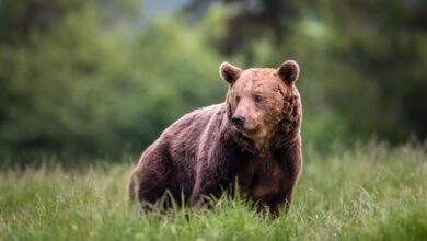 What a Study on Grizzly Bears Could Mean for Diabetes