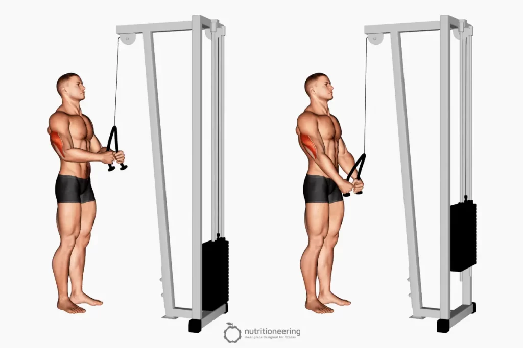 cable arm exercises